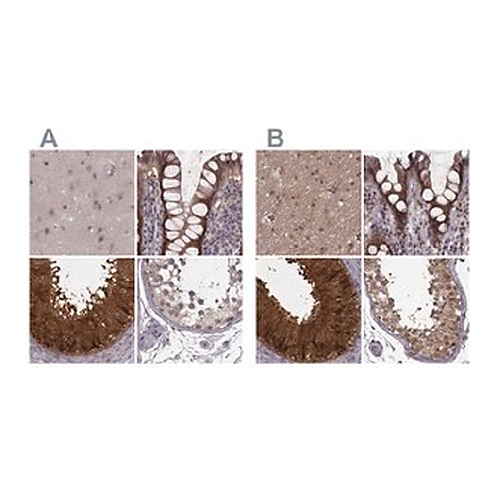 Merck Anti-GSS antibody produced in rabbit