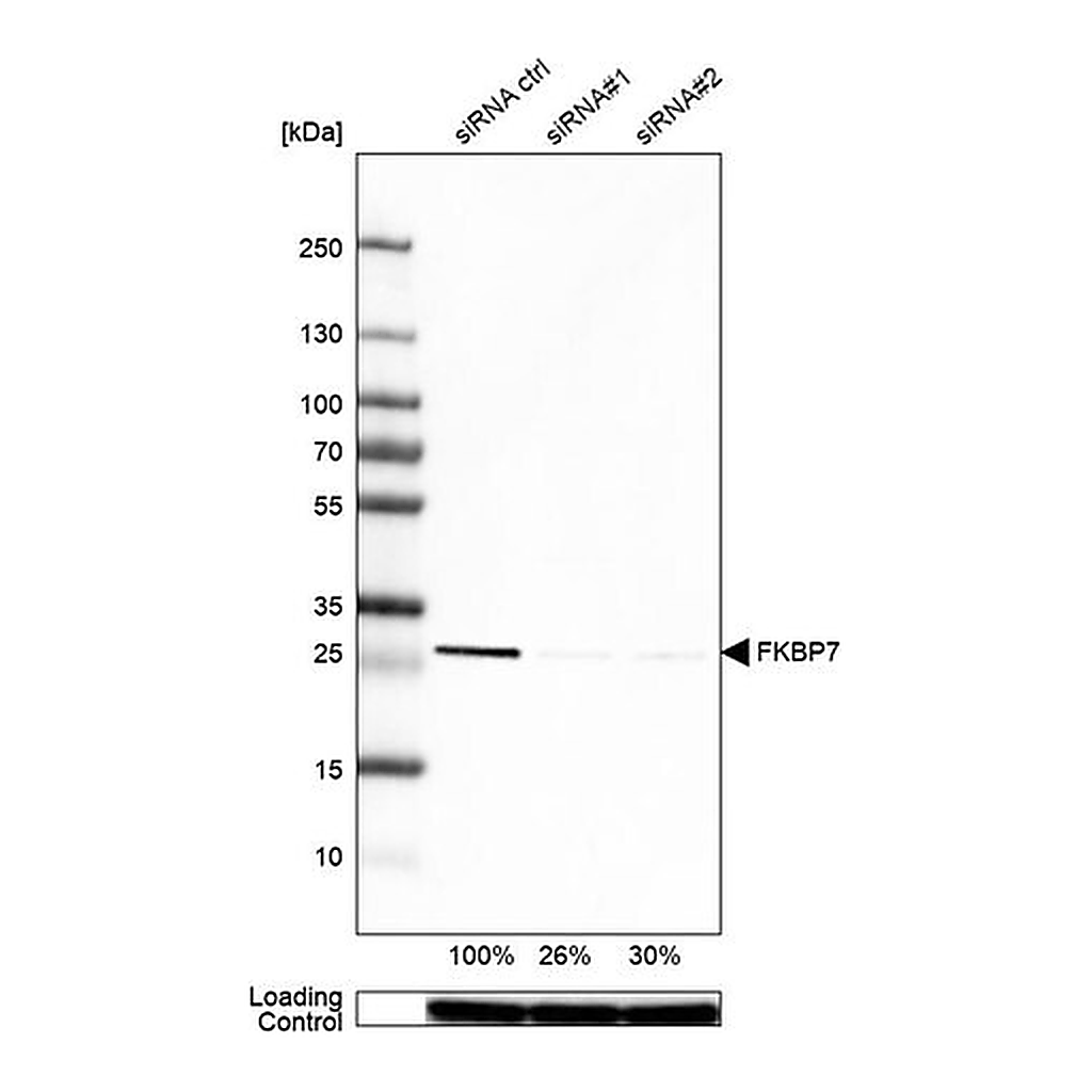 Merck Anti-FKBP7 antibody produced in rabbit