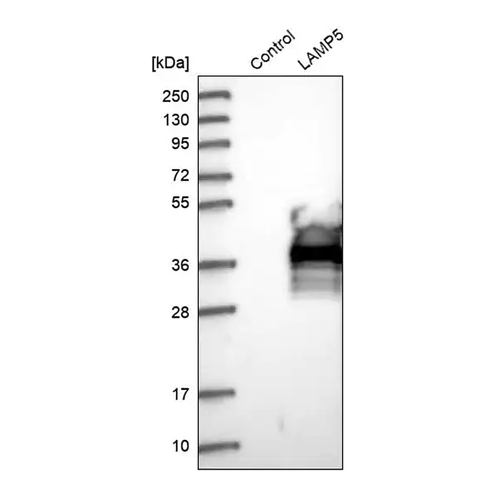 Merck Anti-LAMP5 antibody produced in rabbit