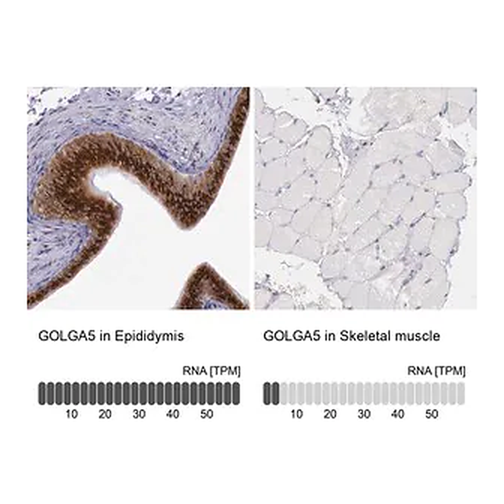 Merck Anti-GOLGA5 antibody produced in rabbit