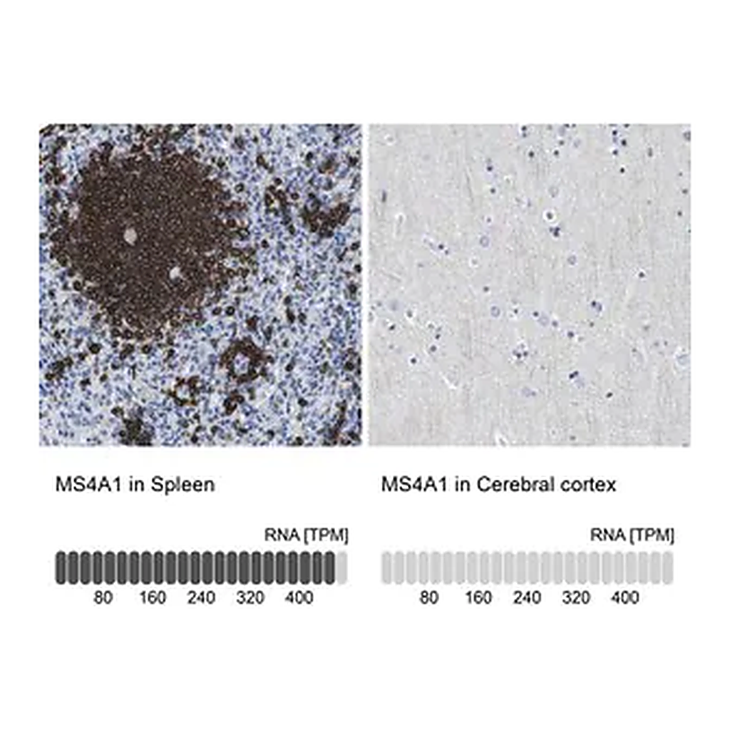 Merck Anti-MS4A1 antibody produced in rabbit