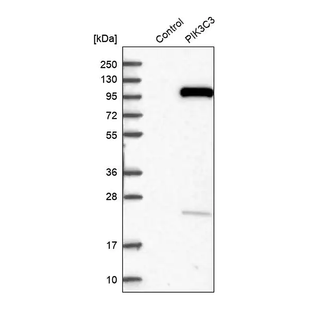 Merck Anti-PIK3C3 antibody produced in rabbit