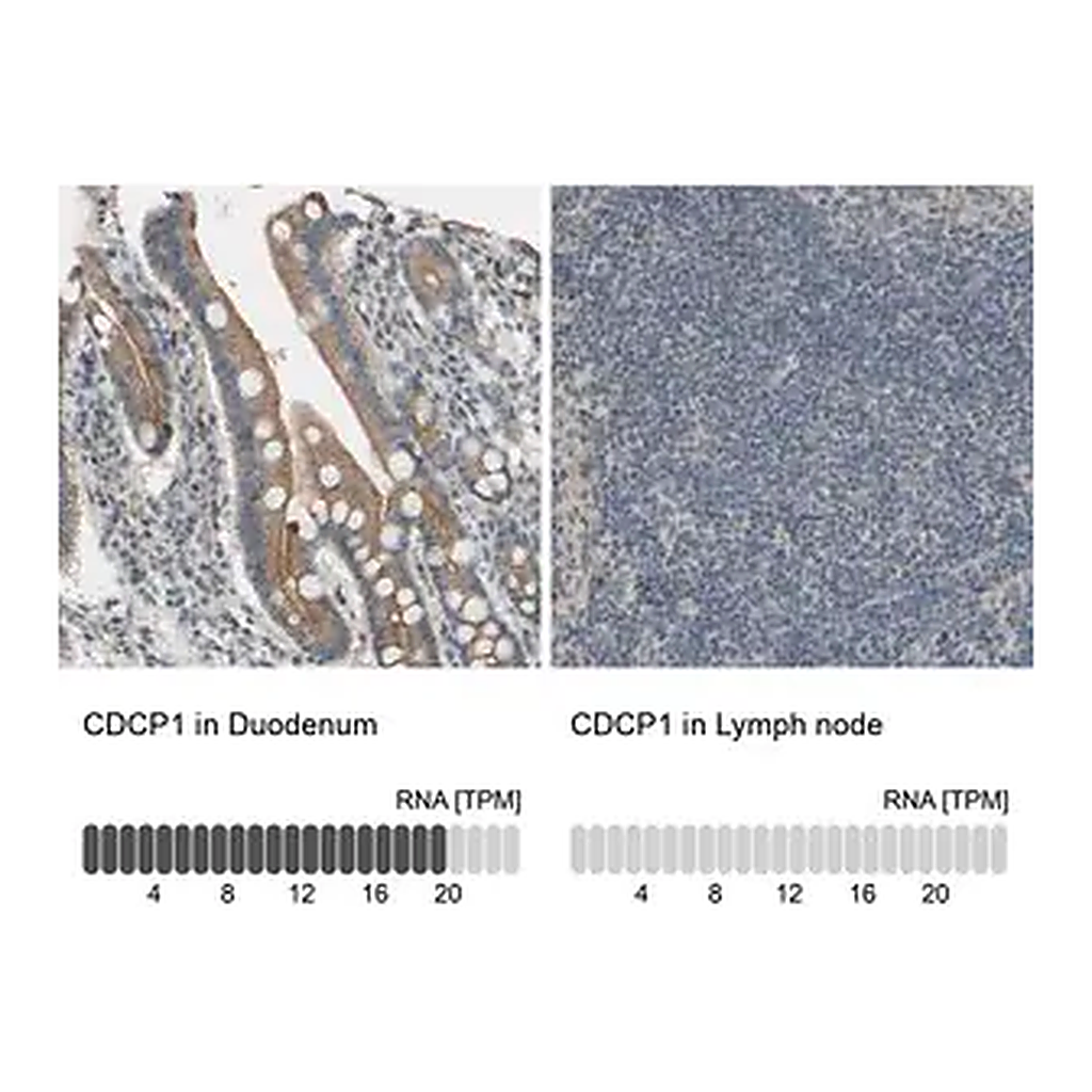 Merck Anti-CDCP1 antibody produced in rabbit