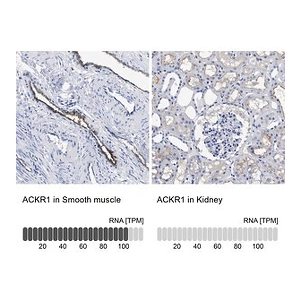 Merck Anti-ACKR1 antibody produced in rabbit