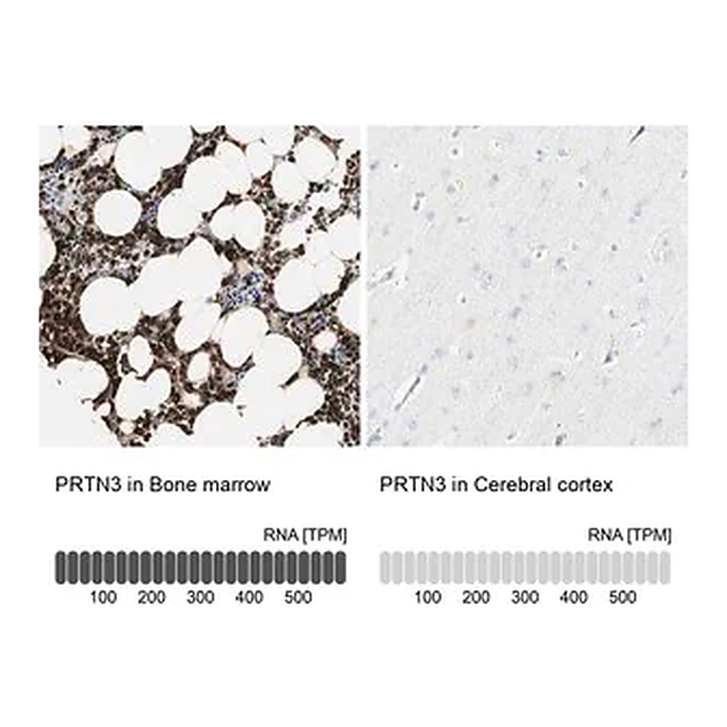 Merck Anti-PRTN3 antibody produced in rabbit