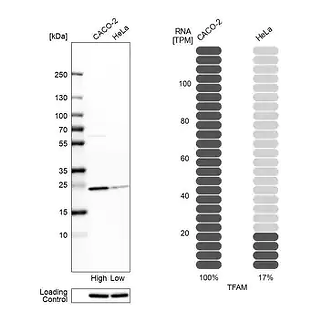 Merck Anti-TFAM antibody produced in rabbit