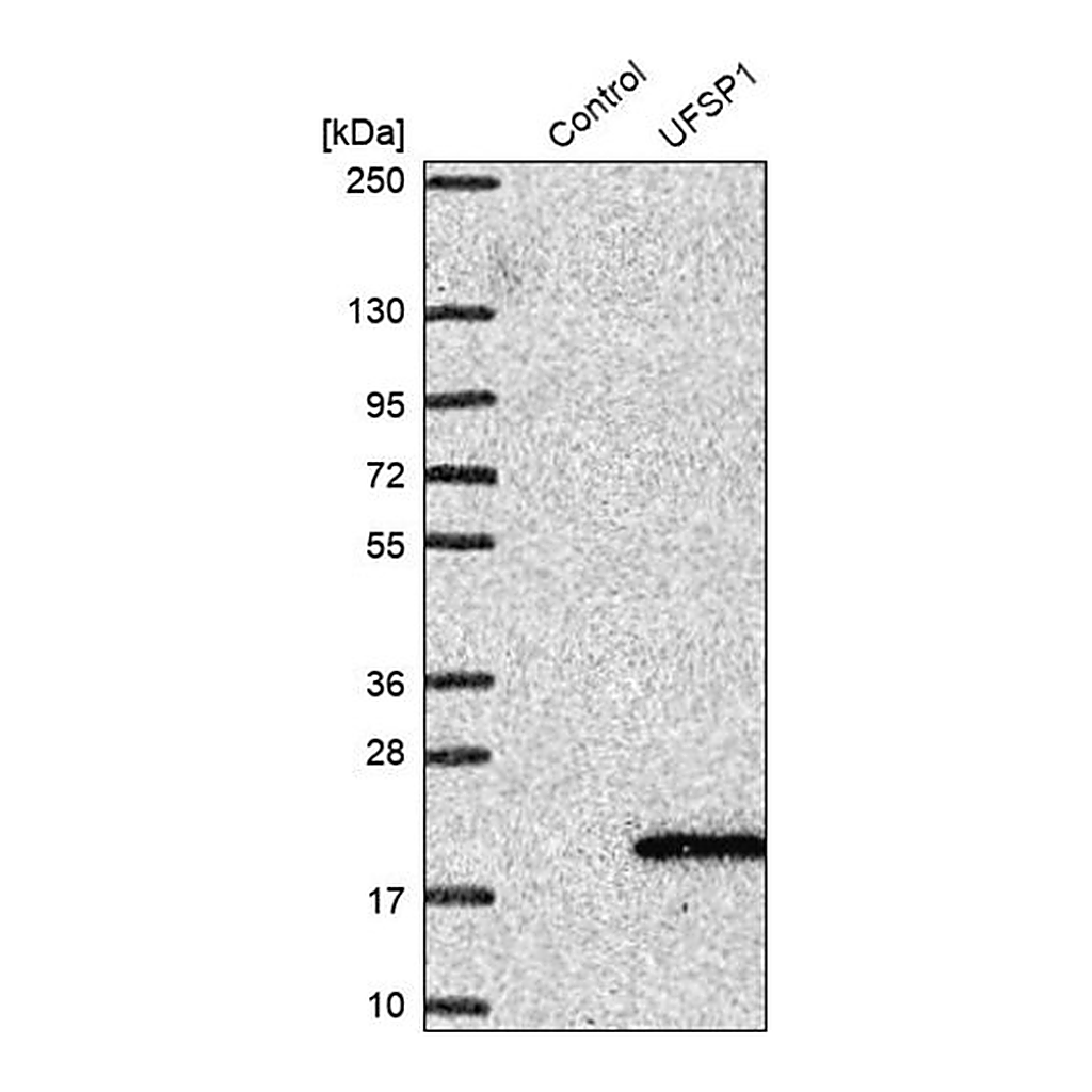Merck Anti-UFSP1 antibody produced in rabbit