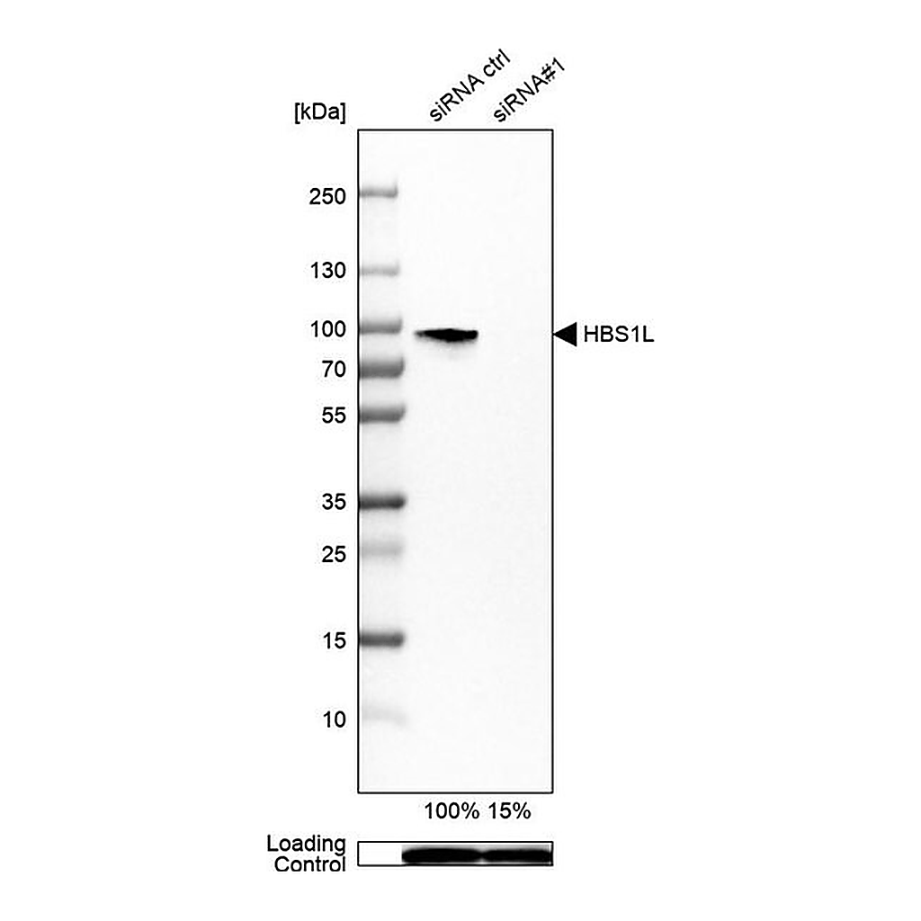 Merck Anti-HBS1L antibody produced in rabbit