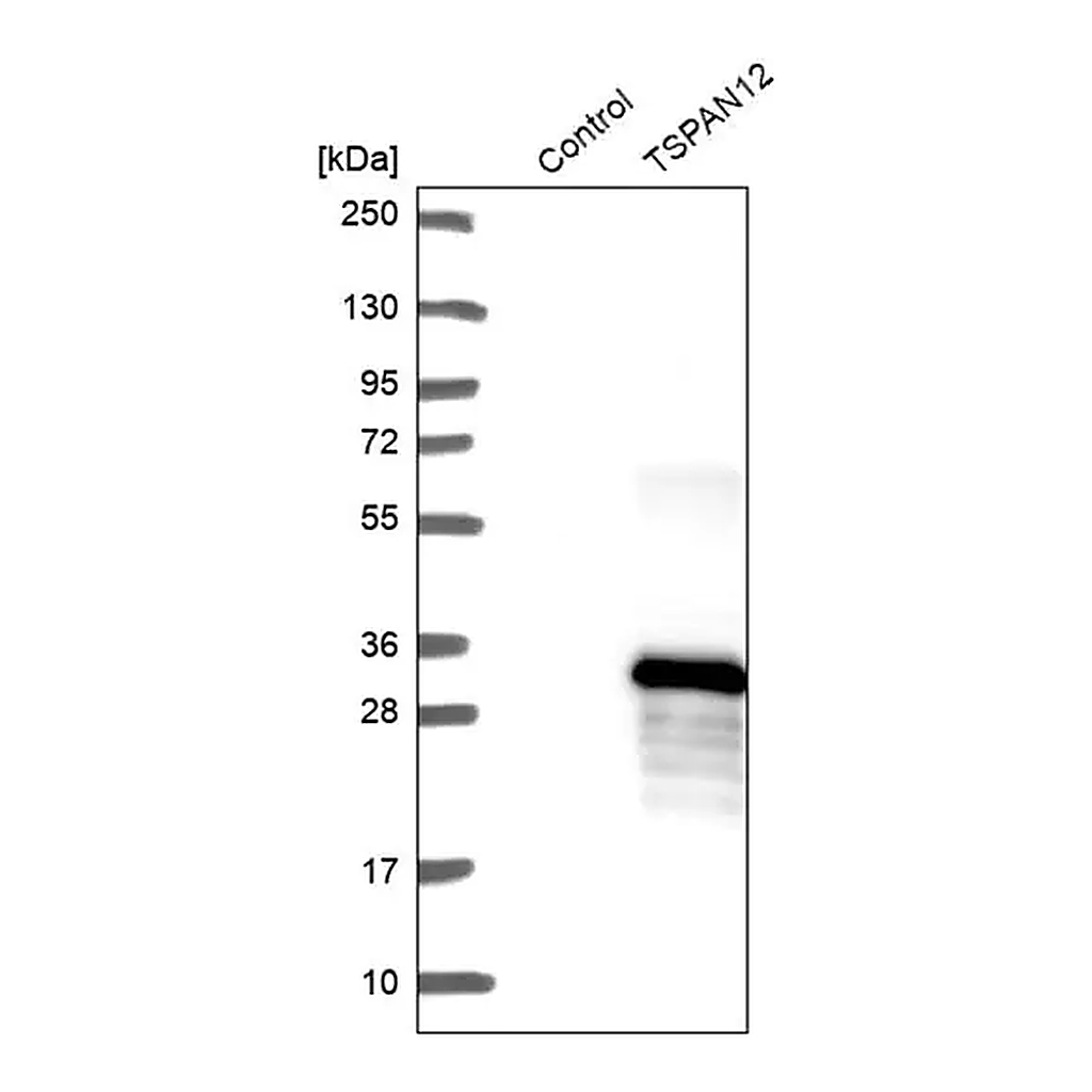 Merck Anti-TSPAN12 antibody produced in rabbit