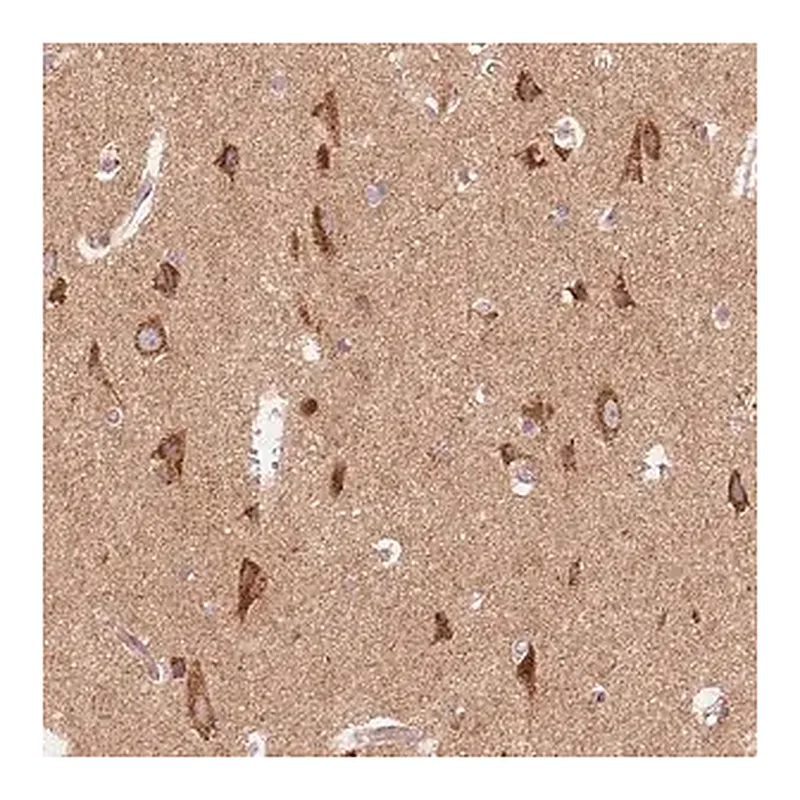 Merck Anti-TOMM70 antibody produced in rabbit