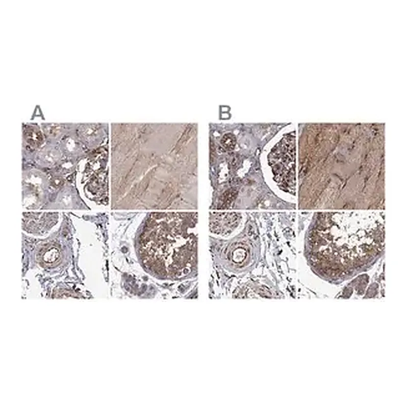 Merck Anti-MAP4 antibody produced in rabbit