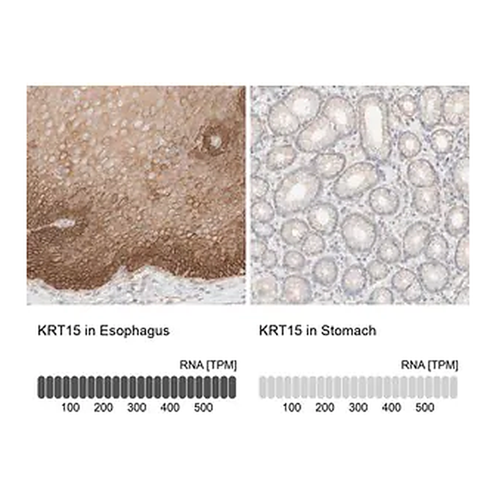 Merck Anti-KRT15 antibody produced in rabbit