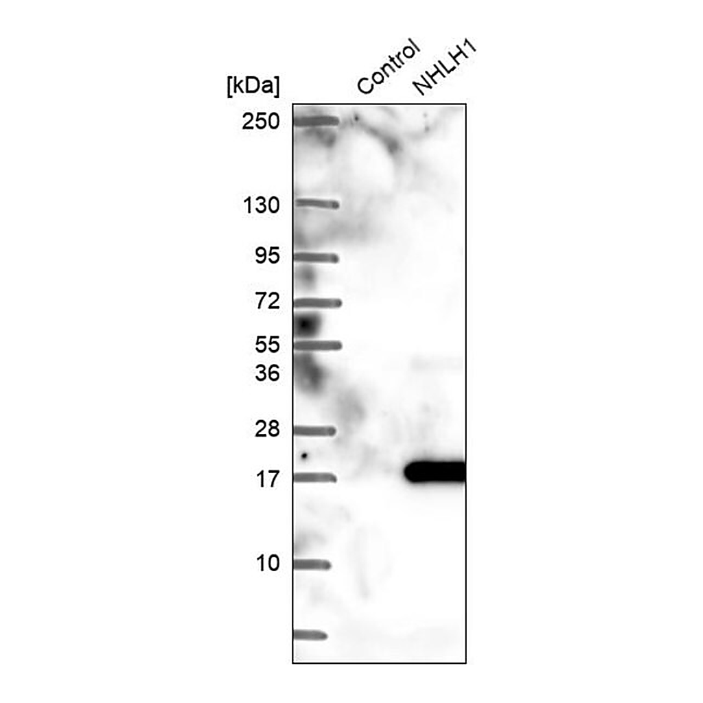 Merck Anti-NHLH1 antibody produced in rabbit