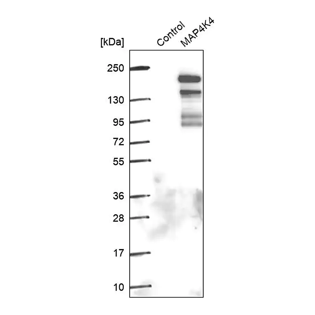 Merck Anti-MAP4K4 antibody produced in rabbit