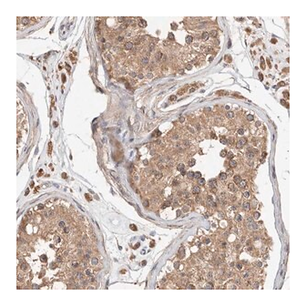 Merck Anti-RAB14 antibody produced in rabbit