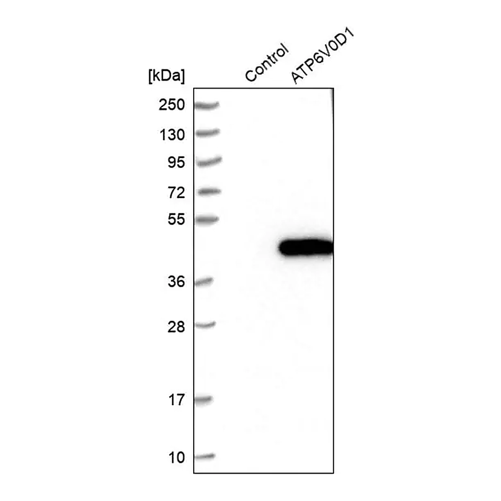 Merck Anti-ATP6V0D1 antibody produced in rabbit