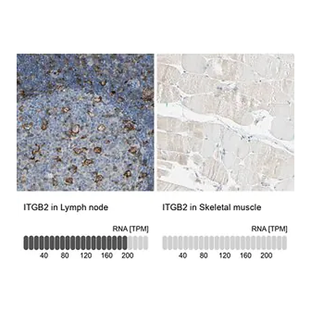Merck Anti-ITGB2 antibody produced in rabbit