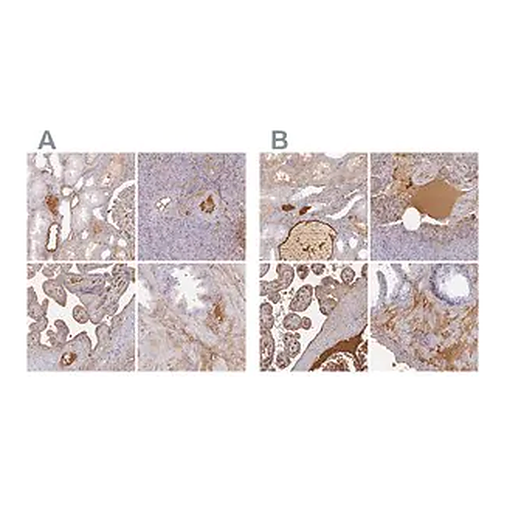 Merck Anti-ALB antibody produced in rabbit