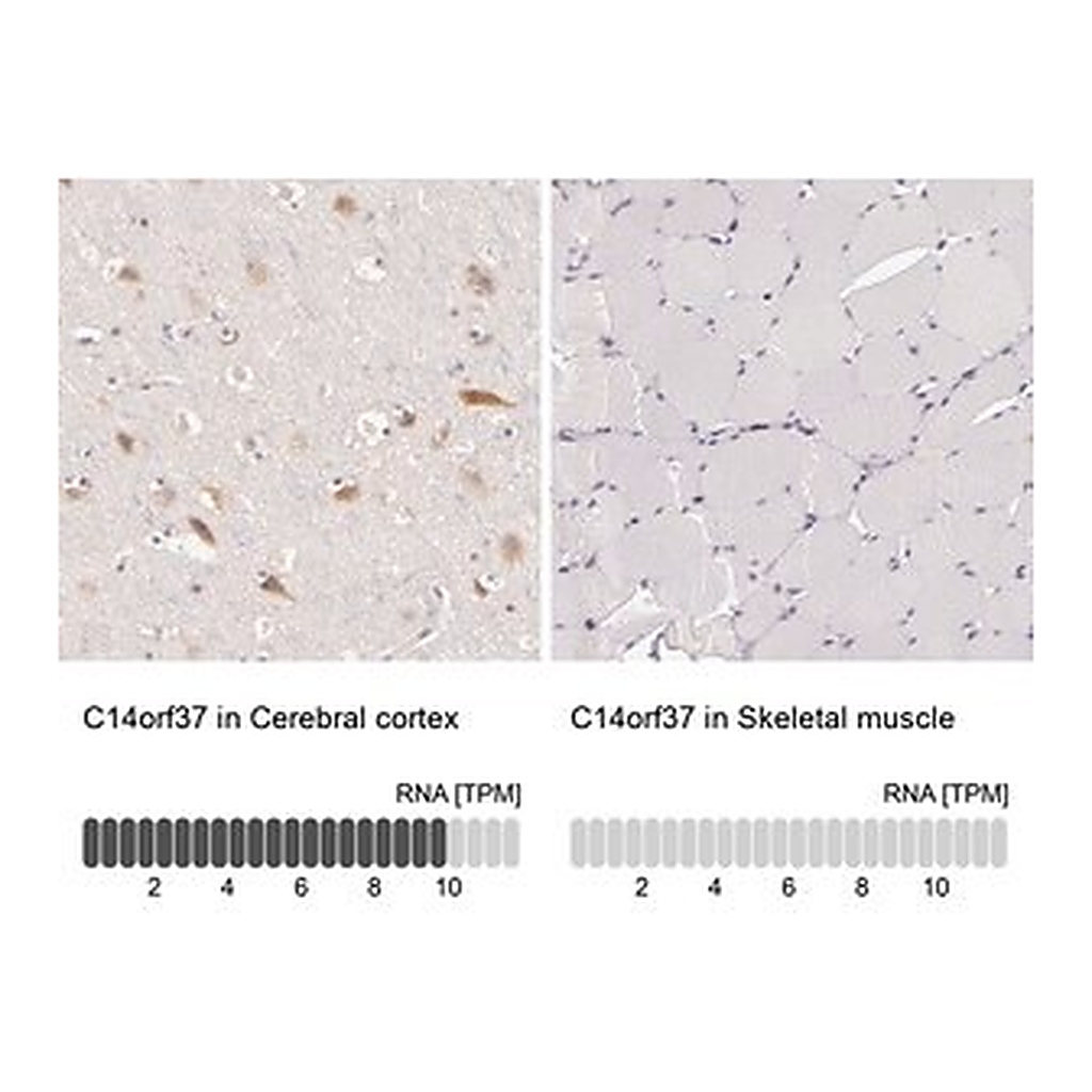Merck Anti-C14orf37 antibody produced in rabbit