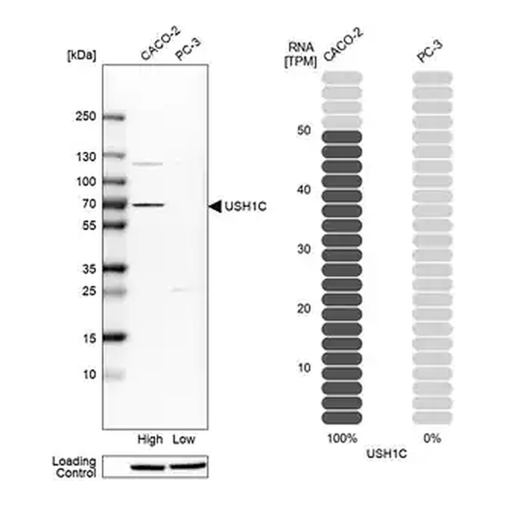 Merck Anti-USH1C antibody produced in rabbit