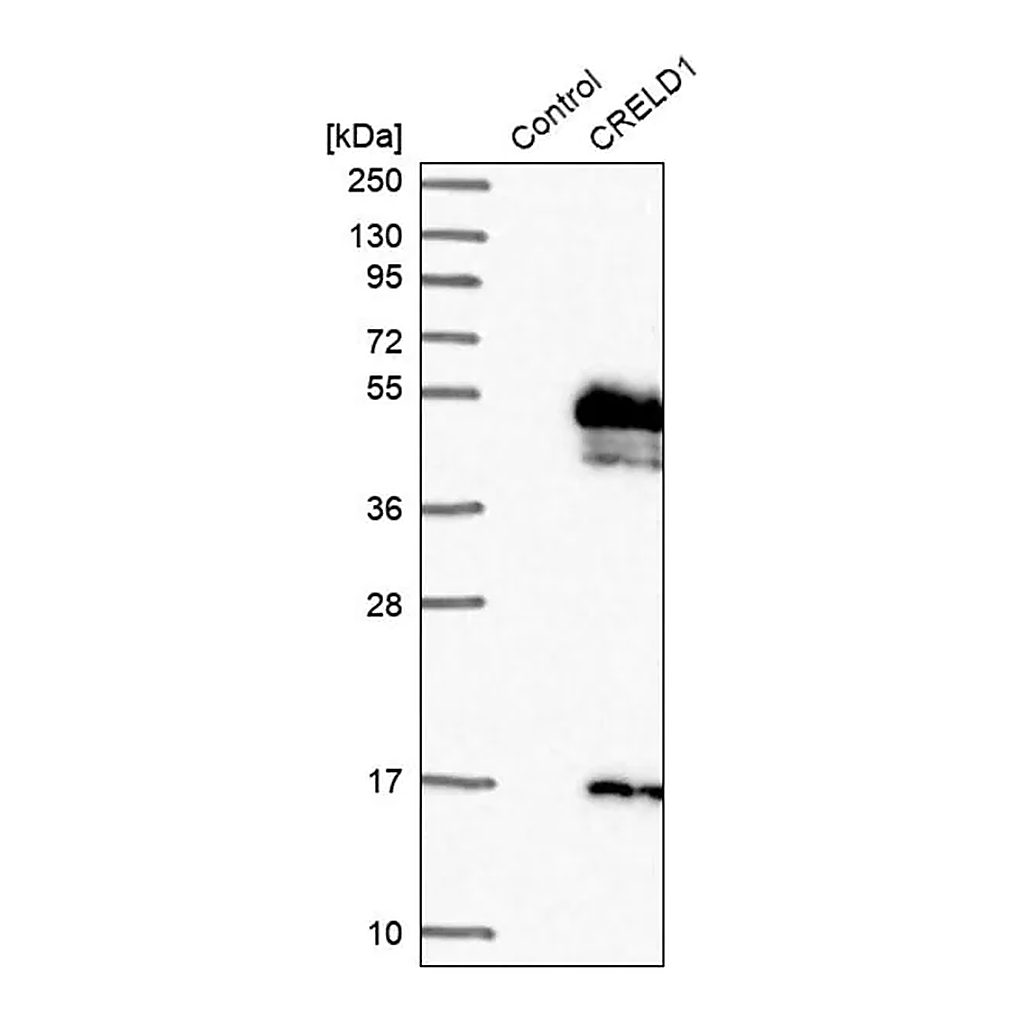 Merck Anti-CRELD1 antibody produced in rabbit
