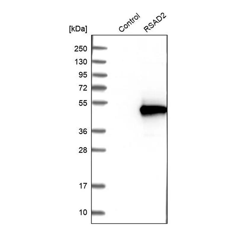 Merck Anti-RSAD2 antibody produced in rabbit