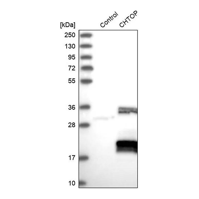 Merck Anti-CHTOP antibody produced in rabbit