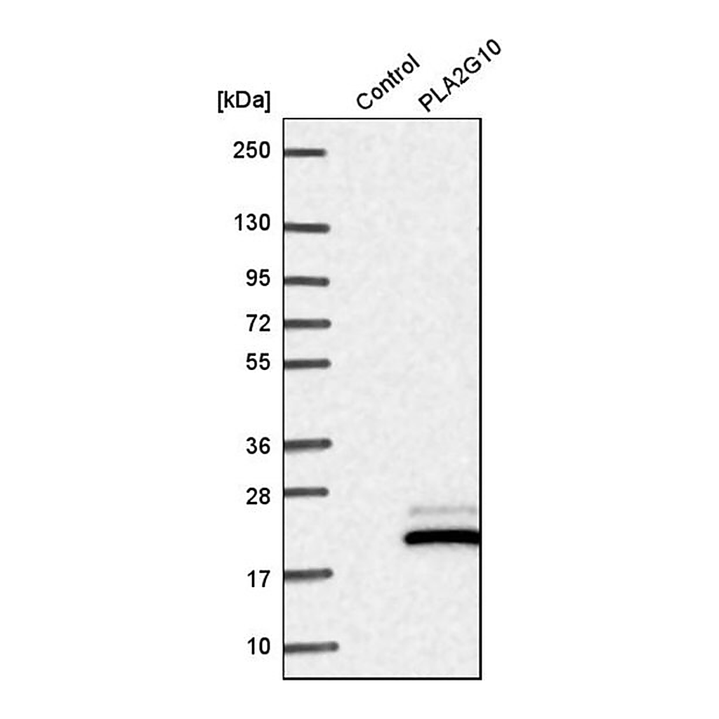 Merck Anti-PLA2G10 antibody produced in rabbit
