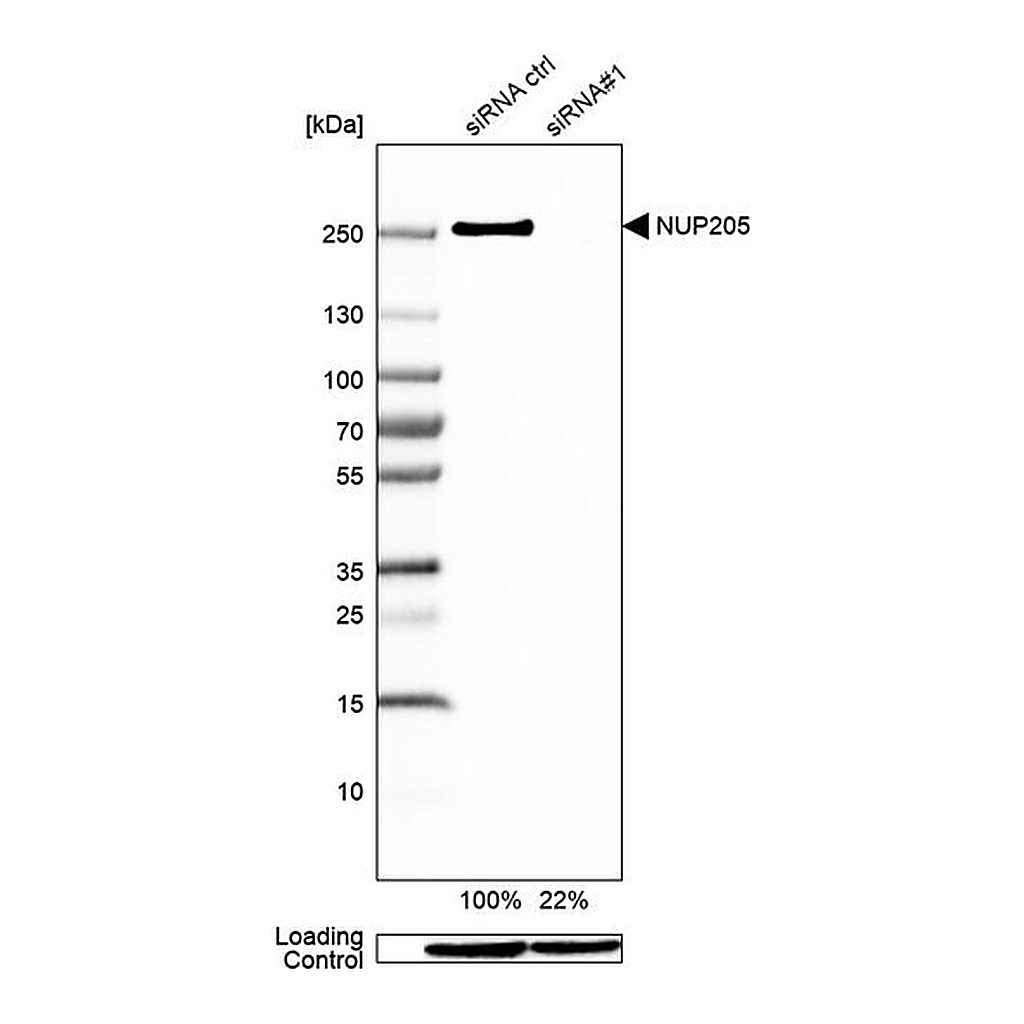 Merck Anti-NUP205 antibody produced in rabbit