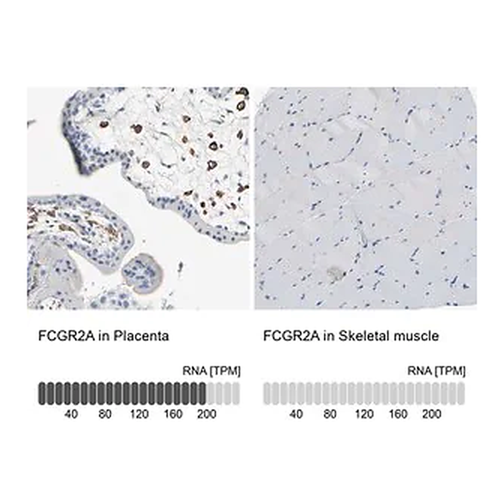 Merck Anti-FCGR2A antibody produced in rabbit