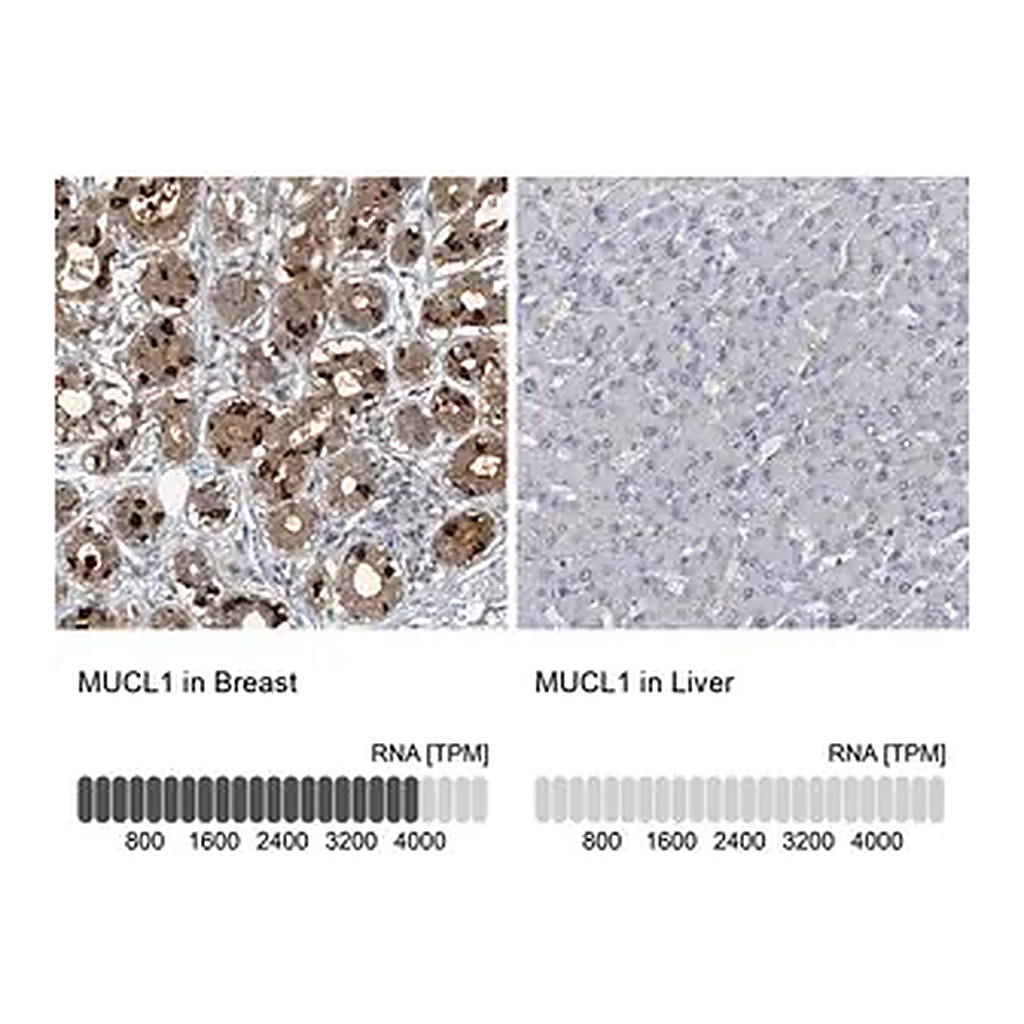 Merck Anti-MUCL1 antibody produced in rabbit