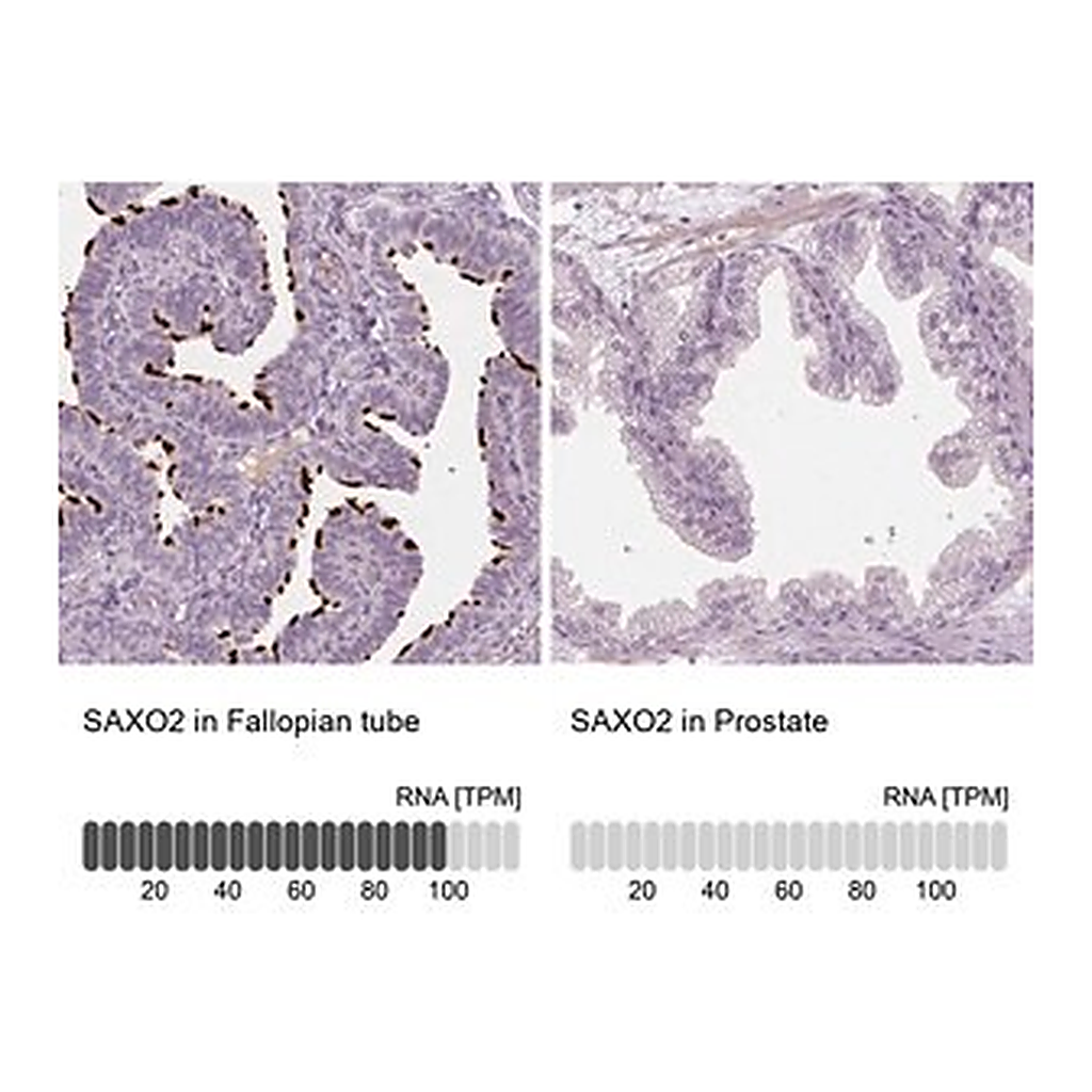 Merck Anti-SAXO2 antibody produced in rabbit