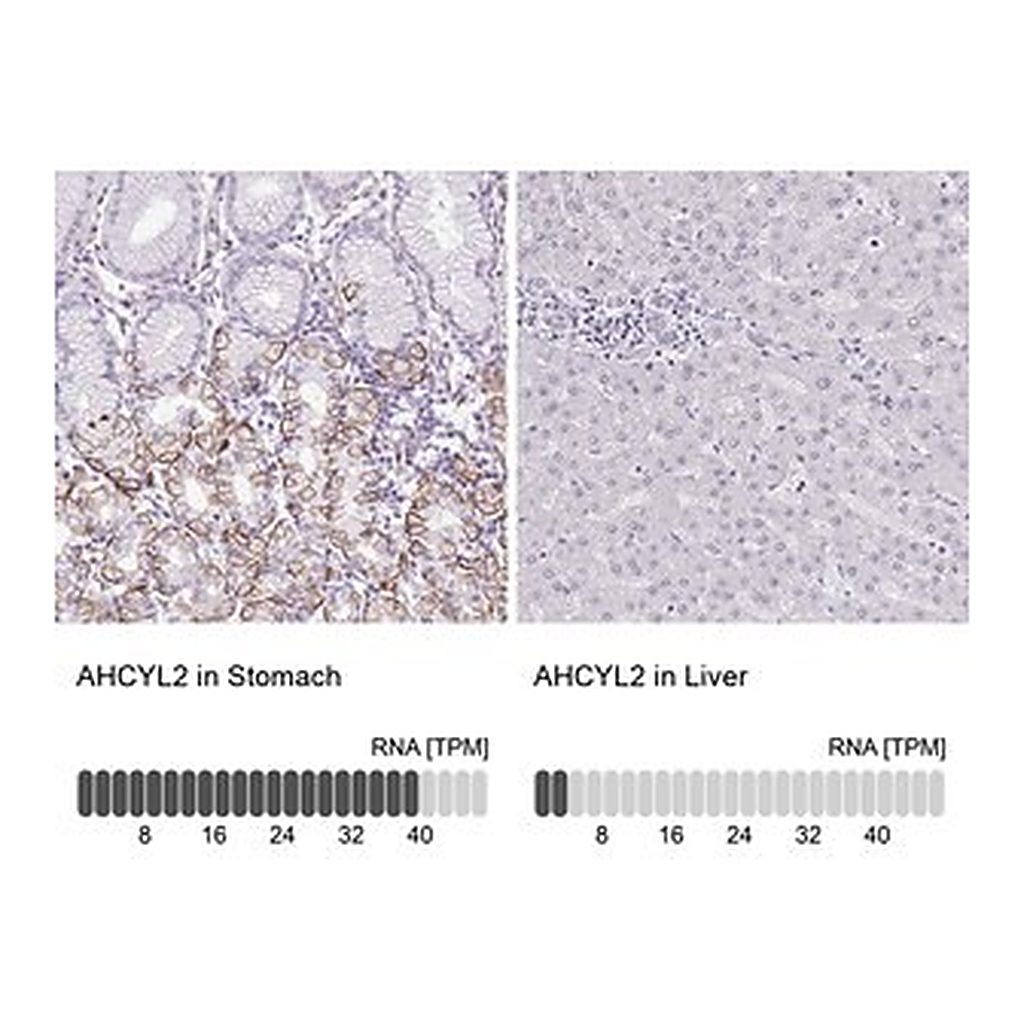 Merck Anti-AHCYL2 antibody produced in rabbit
