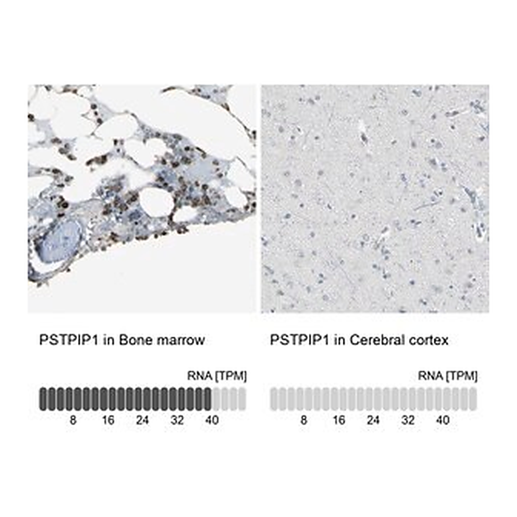 Merck Anti-PSTPIP1 antibody produced in rabbit