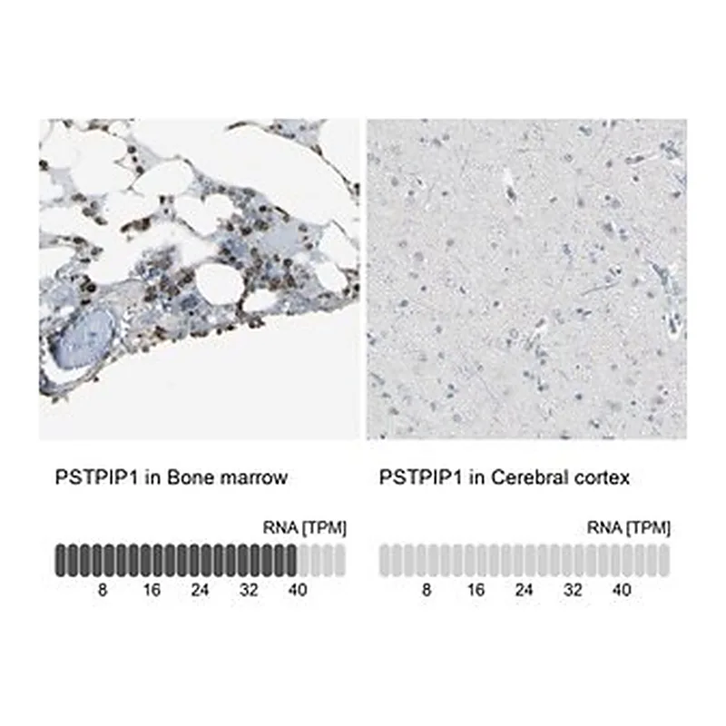 Merck Anti-PSTPIP1 antibody produced in rabbit