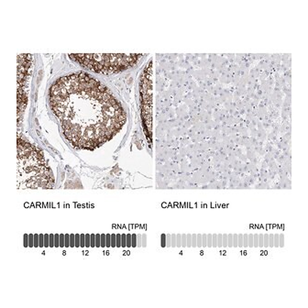 Merck Anti-CARMIL1 antibody produced in rabbit