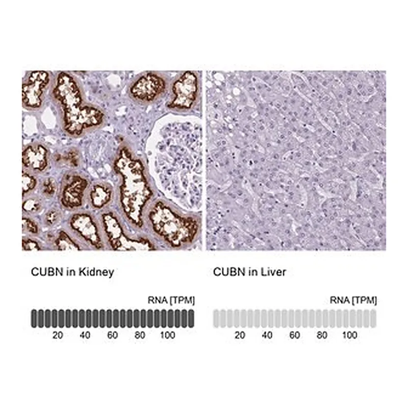 Merck Anti-CUBN