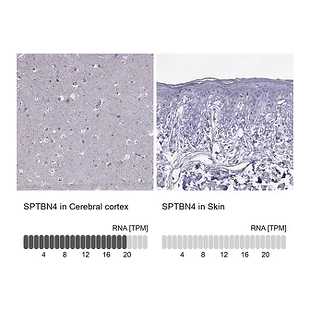 Merck Anti-SPTBN4 antibody produced in rabbit