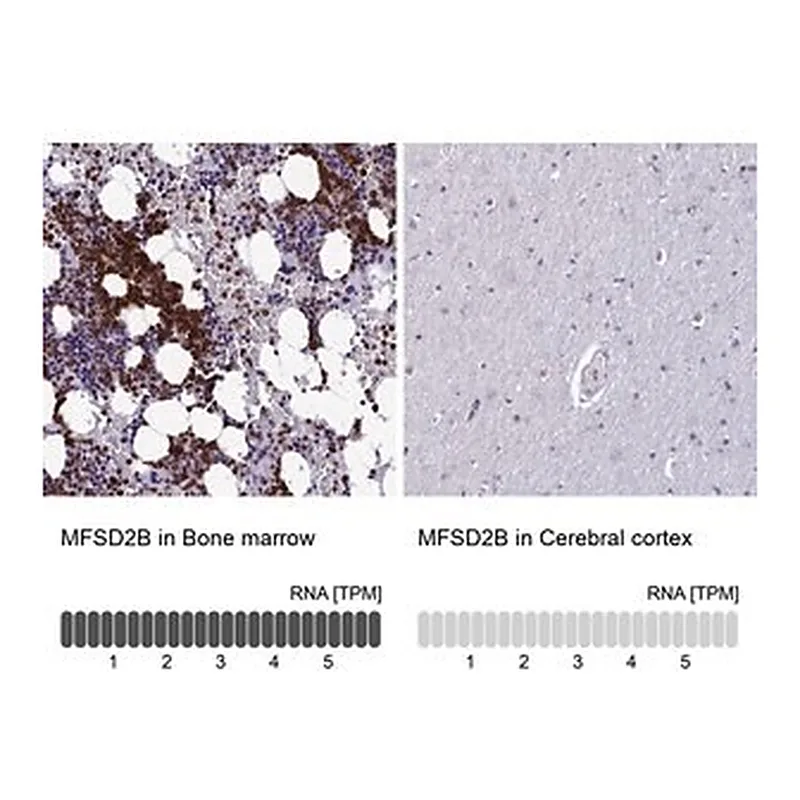 Merck Anti-MFSD2B antibody produced in rabbit