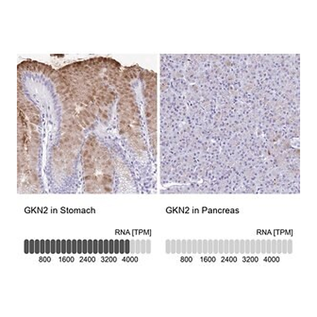 Merck Anti-GKN2 antibody produced in rabbit