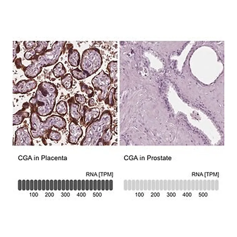 Merck Anti-CGA antibody produced in rabbit