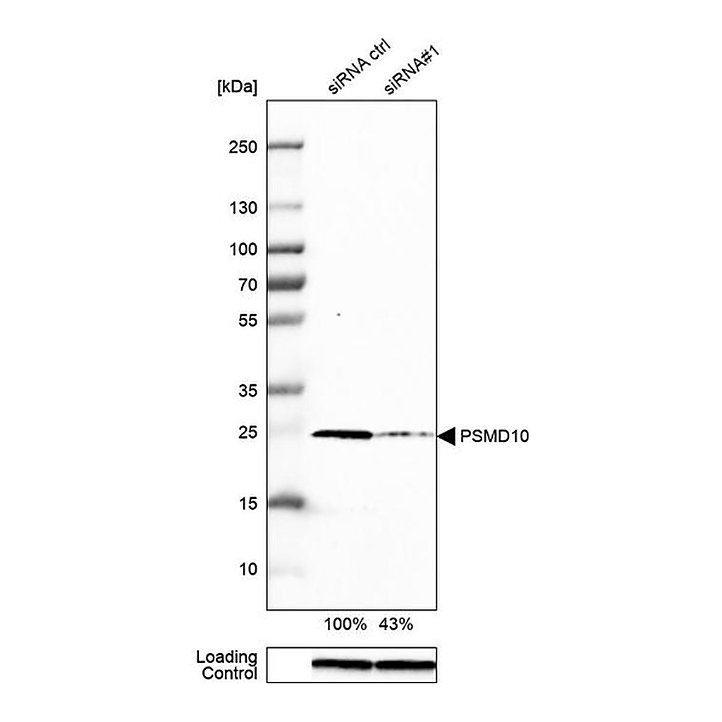 Merck Anti-PSMD10 antibody produced in rabbit