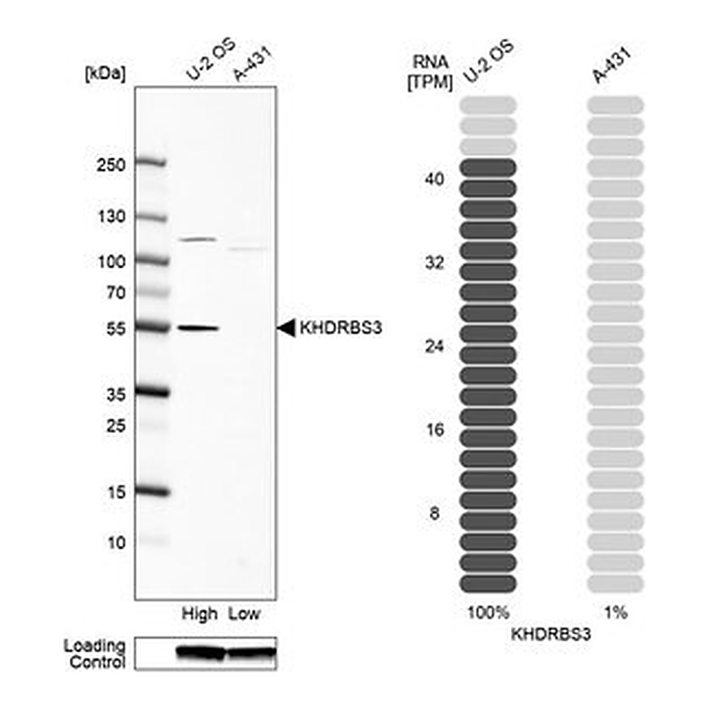 Merck Anti-KHDRBS3 antibody produced in rabbit