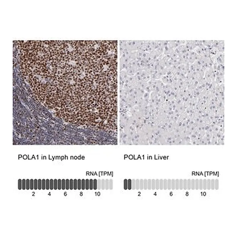 Merck Anti-POLA1 antibody produced in rabbit