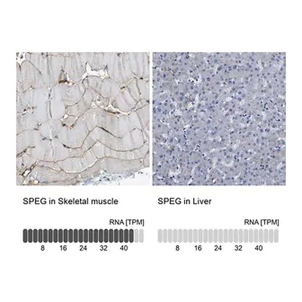Merck Anti-SPEG antibody produced in rabbit