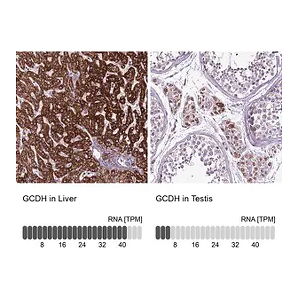 Merck Anti-GCDH antibody produced in rabbit
