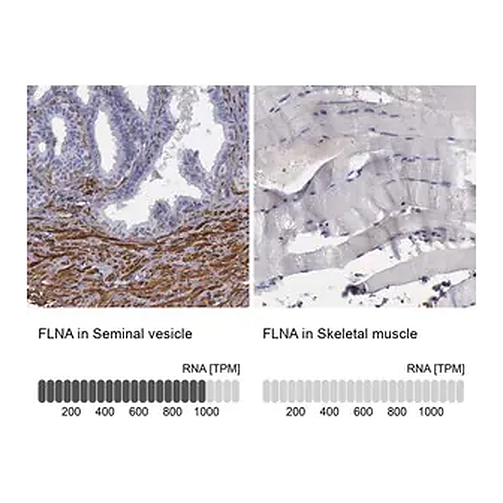 Merck Anti-FLNA antibody produced in rabbit