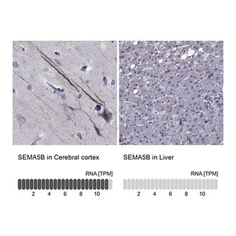 Merck Anti-SEMA5B antibody produced in rabbit