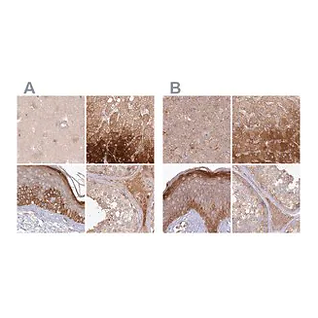 Merck Anti-HAL antibody produced in rabbit