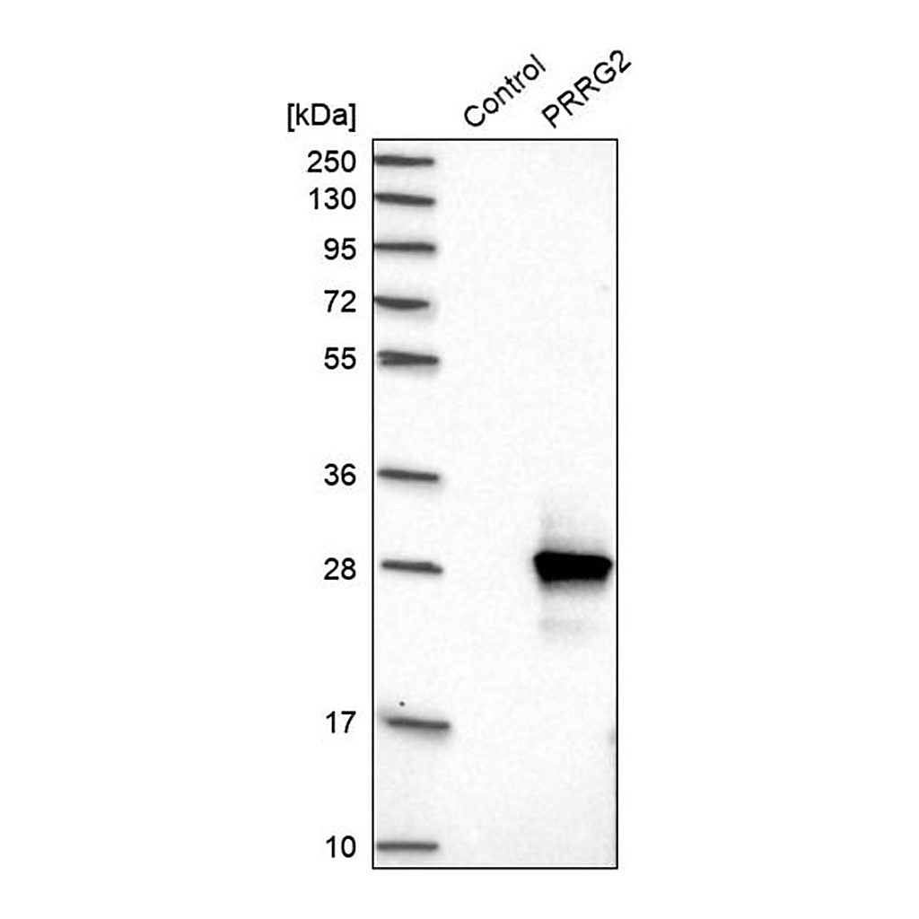 Merck Anti-PRRG2 antibody produced in rabbit